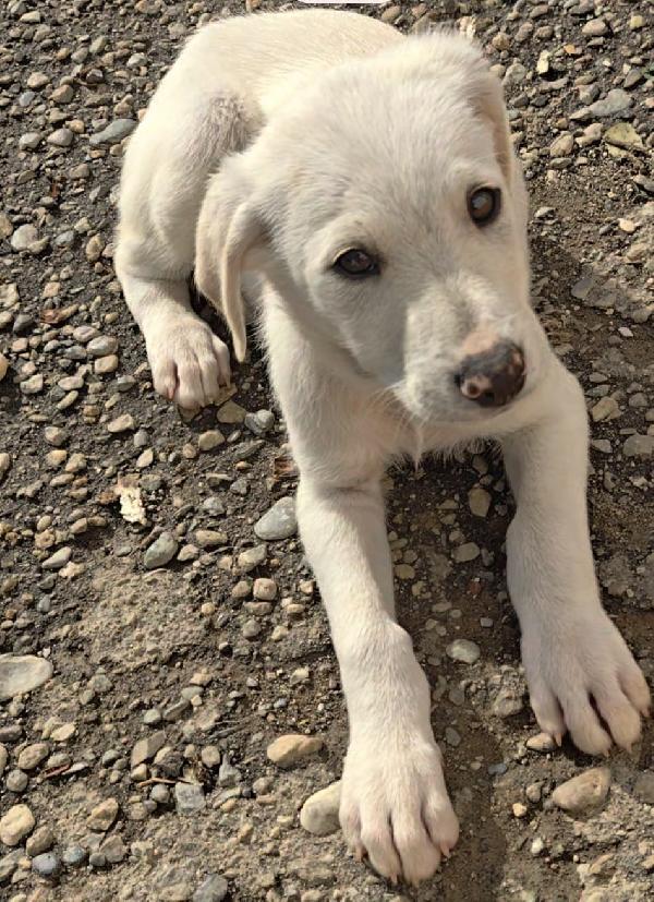 🐾 GASTON, UN PICCOLO CUORE IN CERCA DI CASA 🐾 Foto 2
